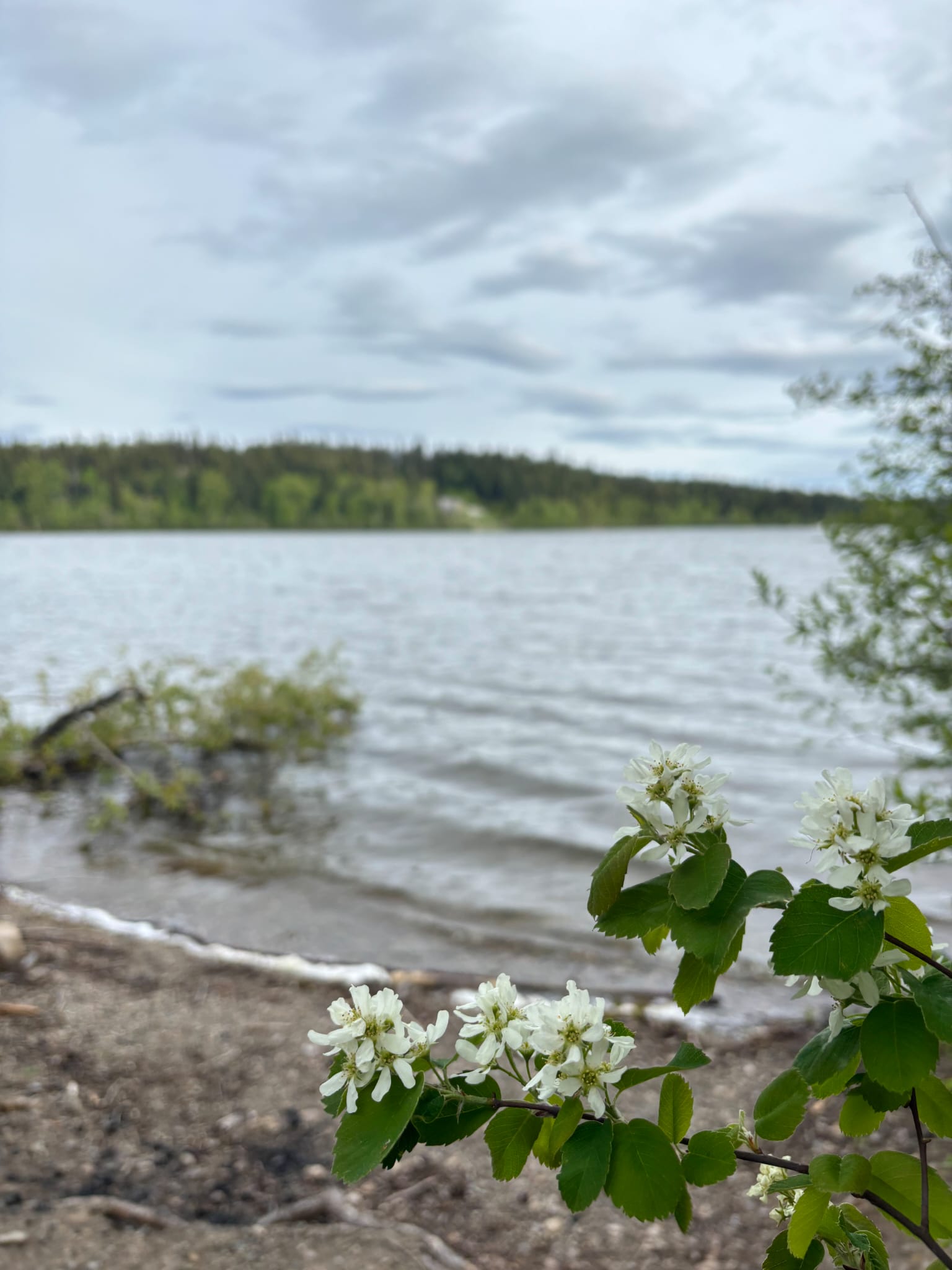 Flowers by the Water